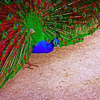 Buy canvas prints of beautiful peacock displaying by ken biggs