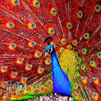 Buy canvas prints of beautiful peacock displaying by ken biggs