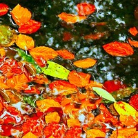 Buy canvas prints of autumn leaves by ken biggs