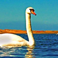 Buy canvas prints of A beautiful swan on the lake  by ken biggs