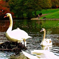 Buy canvas prints of A family of swans on a lake by ken biggs