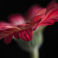 Buy canvas prints of  Red Gerbera on black background by Anne Miller