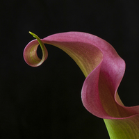 Buy canvas prints of  Curly Pink Cala Lily by Anne Miller