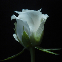Buy canvas prints of  White Rose by Anne Miller