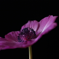 Buy canvas prints of  Pink Anemone by Anne Miller