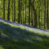 Buy canvas prints of  Stonethwaite Bluebells by Anne Miller