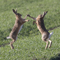 Buy canvas prints of  High Fiving Hares by Darren  Wynne
