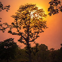 Buy canvas prints of Sunset View at Chitwan National Park, Nepal by Arun Satyal