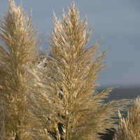 Buy canvas prints of  golden grasses by sarah chilton