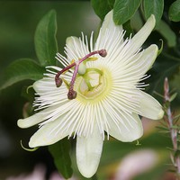 Buy canvas prints of Passion fruit flower  by sarah chilton