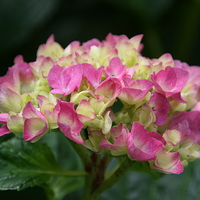 Buy canvas prints of Hydrangea with Pink and lime coloured petals by sarah chilton
