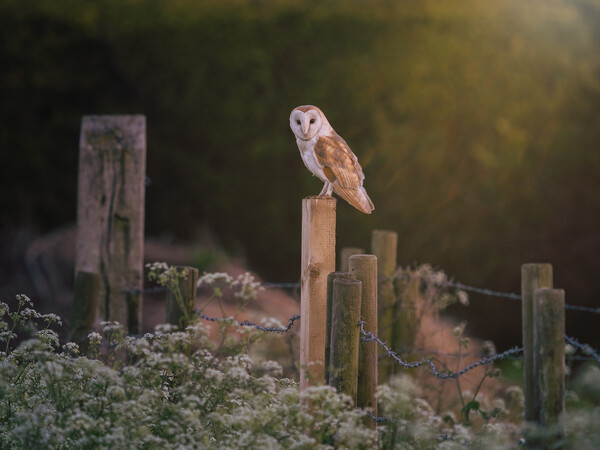 Barn Owl hunting in the evening sun Picture Board by Andrew Scott