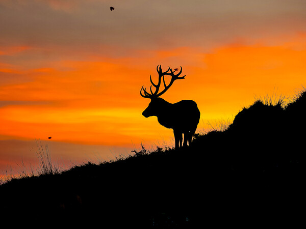 Red Stag on the horizon Picture Board by Andrew Scott