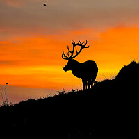 Buy canvas prints of Red Stag on the horizon by Andrew Scott