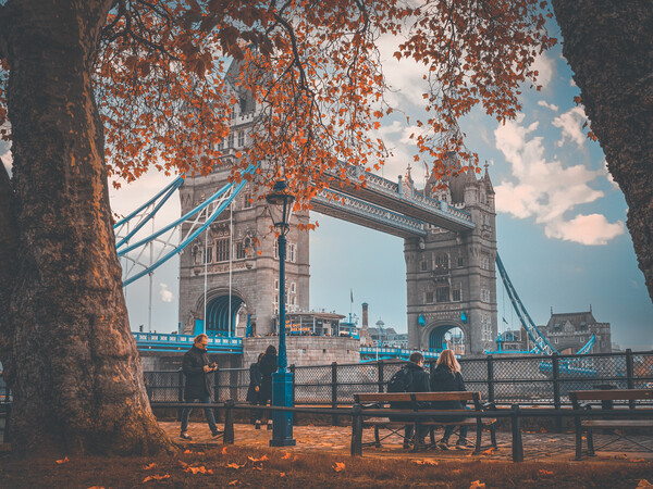 Tower Bridge and the autumn leaves Picture Board by Andrew Scott