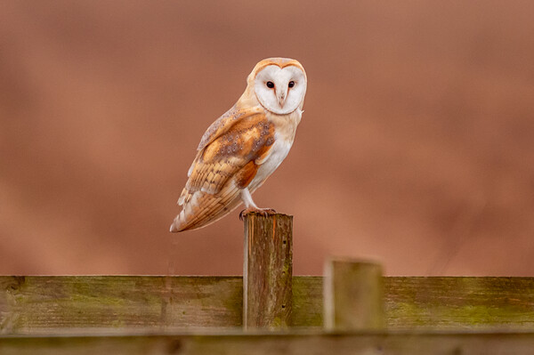 Barn Owl on a fence Picture Board by Andrew Scott