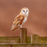Buy canvas prints of Barn Owl on a fence by Andrew Scott