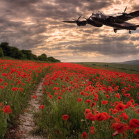 Buy canvas prints of  Lancaster bomber Vera, flying over poppy fields by Andrew Scott