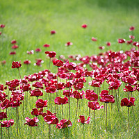 Buy canvas prints of Poppies; Wave at Lincoln Castle by Andrew Scott