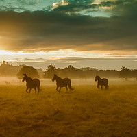 Buy canvas prints of Wild Horses, West Common, Lincoln by Andrew Scott