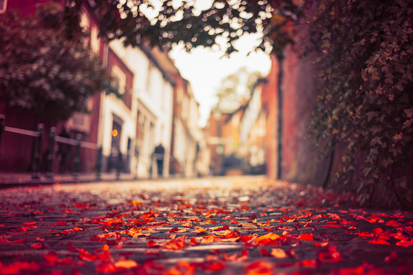Autumn leaves, Steep Hill, Lincoln Picture Board by Andrew Scott