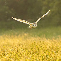 Buy canvas prints of Barn Owl hunting by Andrew Scott
