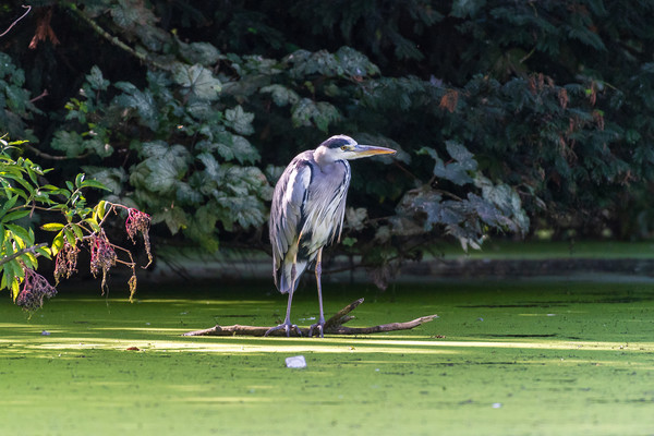 Heron on a branch, waiting for fish Picture Board by Andrew Scott