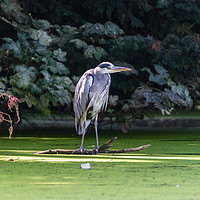 Buy canvas prints of Heron on a branch, waiting for fish by Andrew Scott