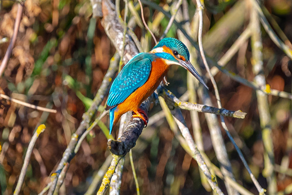 Beautiful Kingfisher Picture Board by Andrew Scott