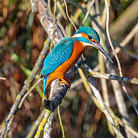 Buy canvas prints of Beautiful Kingfisher by Andrew Scott