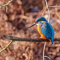 Buy canvas prints of Kingfisher  by Andrew Scott