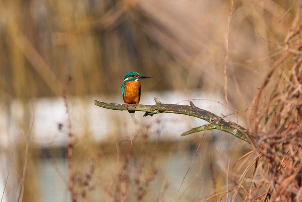 Kingfisher Picture Board by Andrew Scott