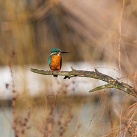 Buy canvas prints of Kingfisher by Andrew Scott