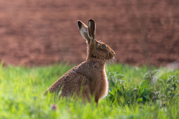 Brown Hare Picture Board by Andrew Scott