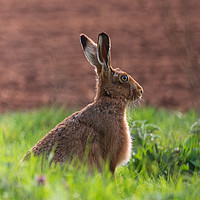 Buy canvas prints of Brown Hare by Andrew Scott