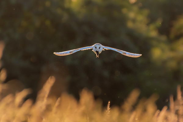 Barn owl in flight with mouse Picture Board by Andrew Scott