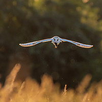 Buy canvas prints of Barn owl in flight with mouse by Andrew Scott