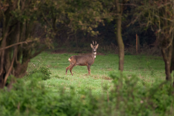 Roe Deer, Lincolnshire Picture Board by Andrew Scott