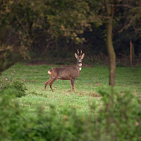 Buy canvas prints of Roe Deer, Lincolnshire by Andrew Scott