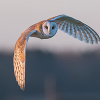 Buy canvas prints of Barn Owl by Andrew Scott