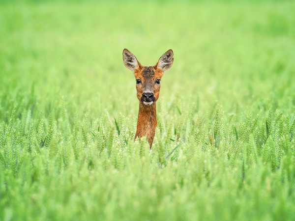 Roe Deer, Lincoln Picture Board by Andrew Scott