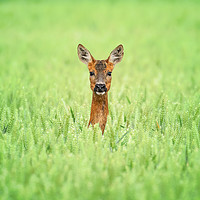 Buy canvas prints of Roe Deer, Lincoln by Andrew Scott