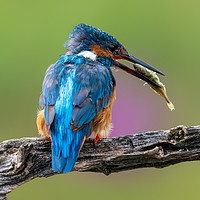 Buy canvas prints of Kingfisher with breakfast by Andrew Scott