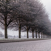 Buy canvas prints of Sweeping trees, Lincoln by Andrew Scott