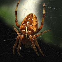 Buy canvas prints of  Garden Cross Spider by Justin Hubbard
