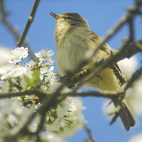 Buy canvas prints of  Chiffchaff With Blossom by Justin Hubbard