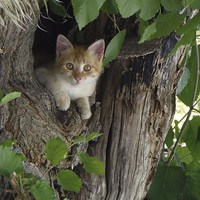 Buy canvas prints of  Greek Kitten by Suzanne Whaley
