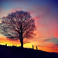 Buy canvas prints of  Splendid Tree at Sunset by David Cockell