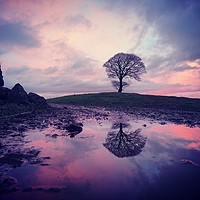 Buy canvas prints of King hill tree after the rain by David Cockell