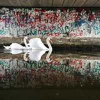 Buy canvas prints of Swans under the graffiti bridge by David Cockell